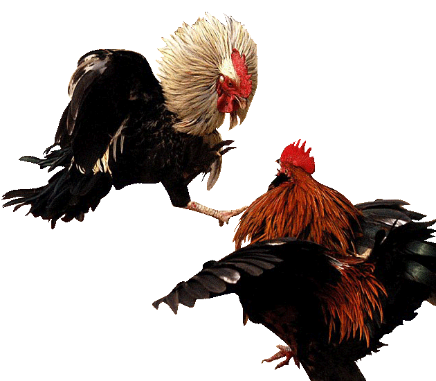 เคล็ดลับการวางเดิมพันไก่ชนออนไลน์ให้ชนะทุกครั้ง
